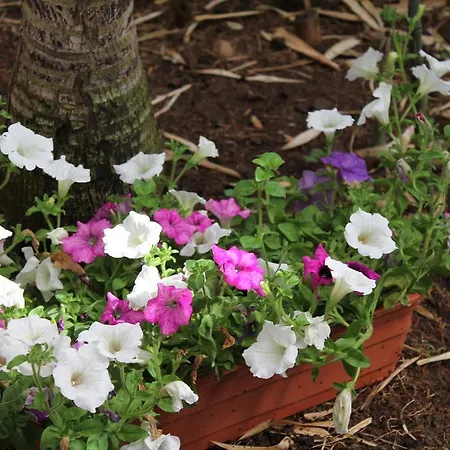 Windsor Funchal (Madeira)